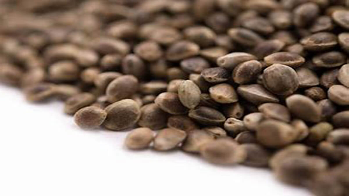 Health Benefits of Hemp Seeds