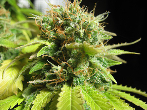 Blueberry Feminised cannabis seeds