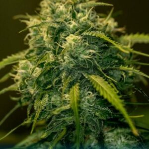 Jack Diesel CBD Feminised Cannabis Seeds by Positronics