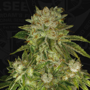 MK Ultra Feminised Cannabis Seeds by T.H. Seeds