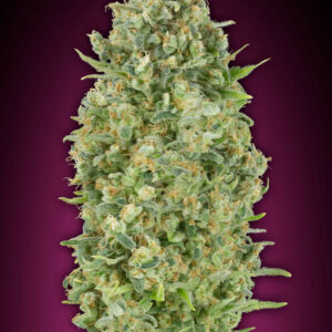 Bubble Gum Auto Feminised Cannabis Seeds by 00 Seeds