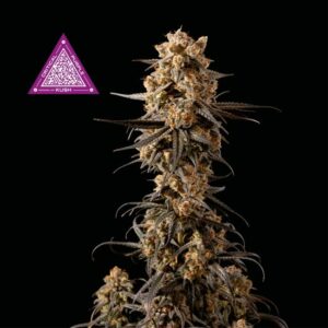 Seedsman Critical Purple Kush feminised cannabis seeds