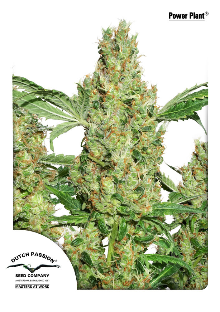 Power Plant Feminised Cannabis Seeds by Dutch Passion
