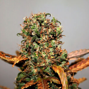 White Widow Regular Cannabis Seeds by Seedsman