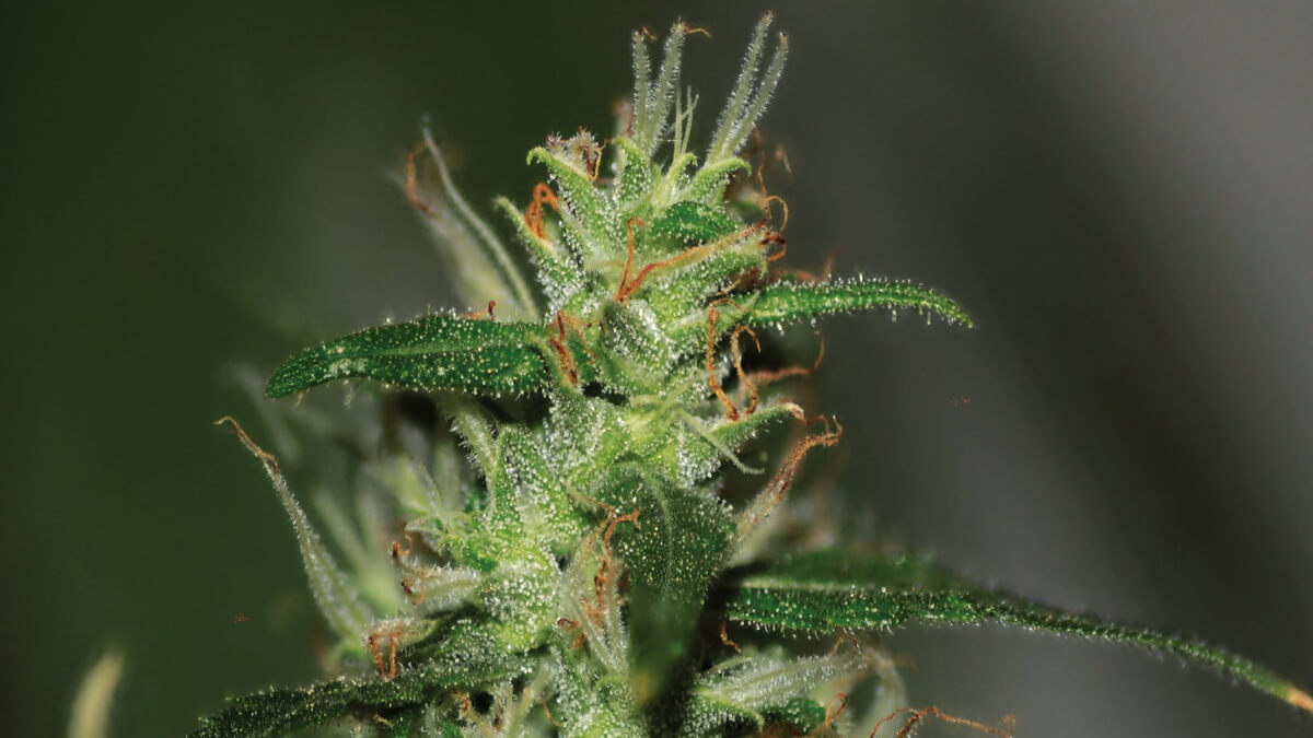 Our Guide to Choosing Regular, Feminized, and Autoflowering Cannabis Seeds