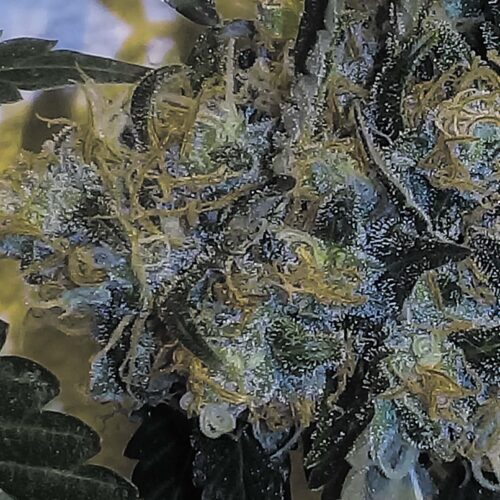 Banana Sherbet x Chocolate Regular Seeds