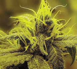 A-1 Haze Feminised Seeds - 5