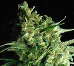 Double Bubbleberry Regular Seeds - 10
