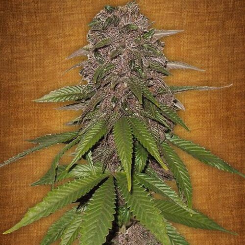 C4 - Auto Feminised Seeds