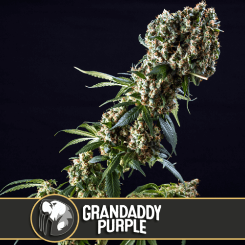 Grandaddy Purple Feminised Cannabis Seeds by BlimBurn Seeds
