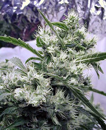 AK47 Cannabis Seeds by Serious Seeds