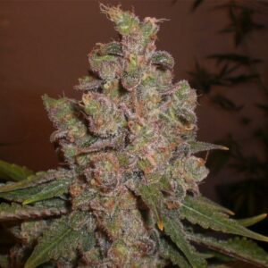 Cheese Auto Feminised Cannabis Seeds by Expert Seeds