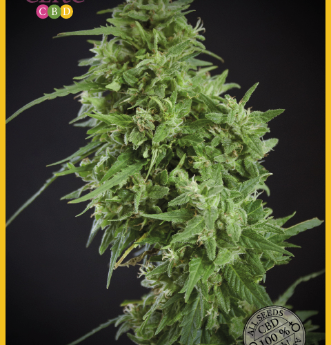 Amnesia Haze Ultra CBD Feminised Seeds