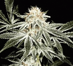 Gardener's Choice Regular Seeds - 10