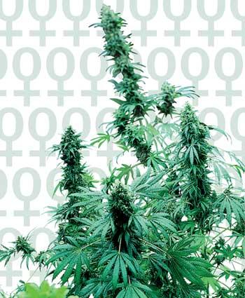 Early Skunk Feminised Cannabis Seeds by Sensi Seeds