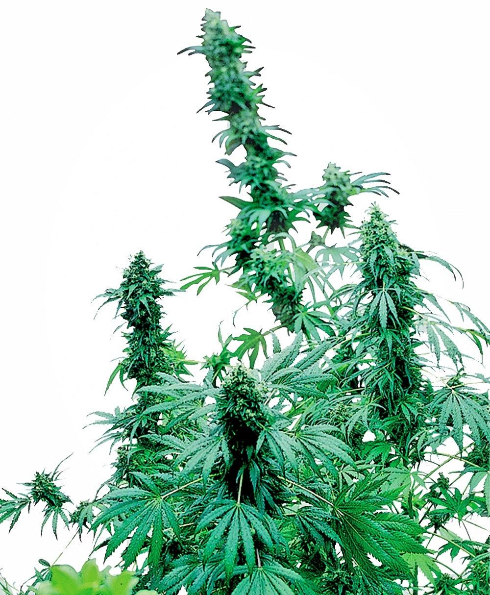 Early Skunk Feminised Cannabis Seeds by Sensi Seeds