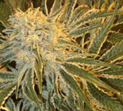 Northern Lights #9 FEMINISED Seeds - 5
