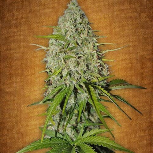 Grapefruit Auto Feminised Seeds - Fast