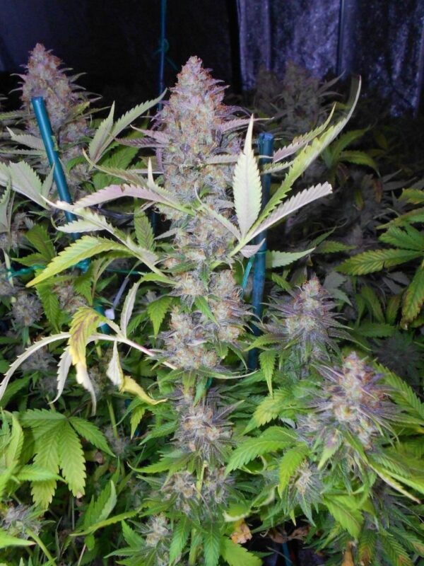 grapefruit strain grapefruit strain