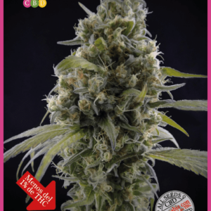 Solodiol CBD Feminised Seeds by Elite Seeds