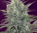 Kalichakra Regular Cannabis Seeds by Mandala Seeds