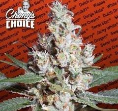 L.A. Amnesia Feminised Seeds