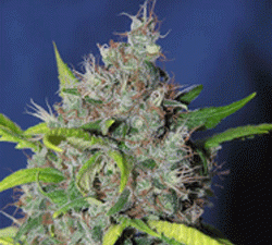 Blueberry Bud FEMINISED Seeds - 5