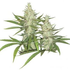 Outlaw Amnesia Feminised Cannabis Seeds by Dutch Passion