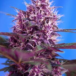 Red Poison Auto Feminised Seeds by Sweet Seeds