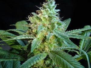 Mataro Blue Feminised Cannabis Seeds by Kannabia Seeds