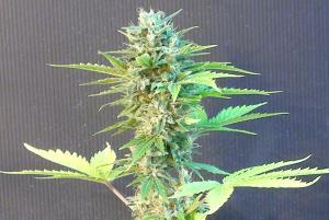 Speedy Boom (Speedy G) Auto Feminised Cannabis Seeds by Kannabia