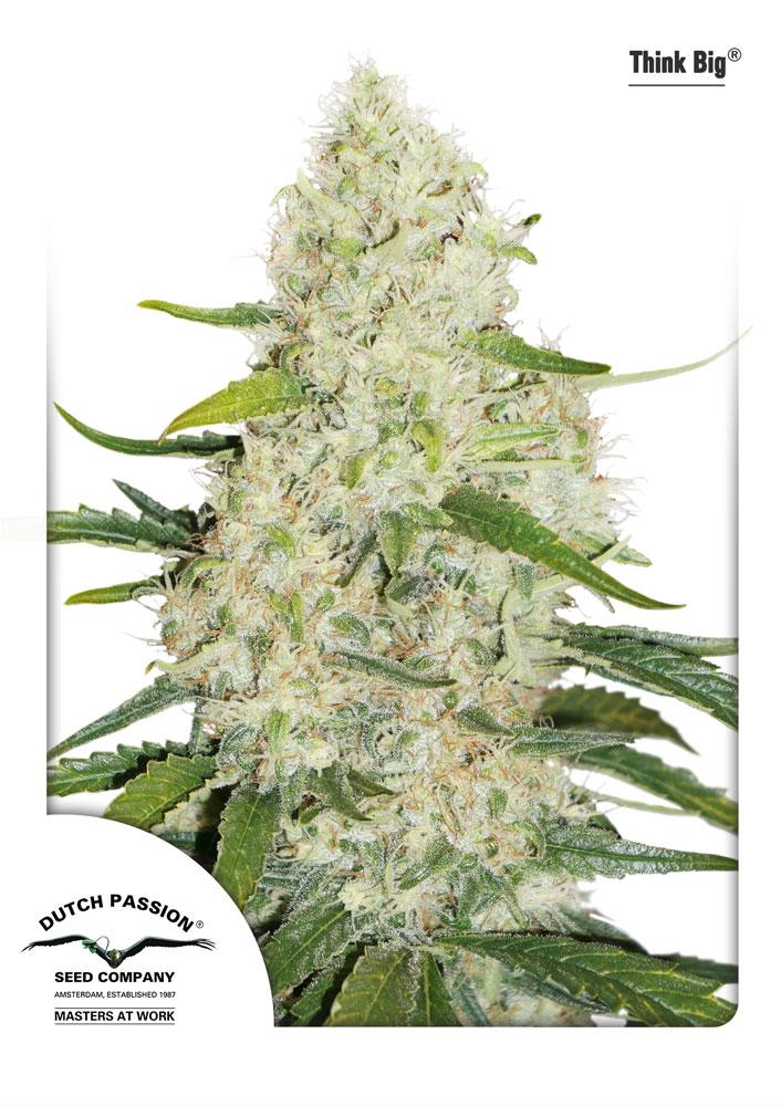 Think Big Auto Feminised Seeds by Dutch Passion