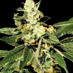 Trainwreck Feminised Cannabis Seeds by Greenhouse Seed Co