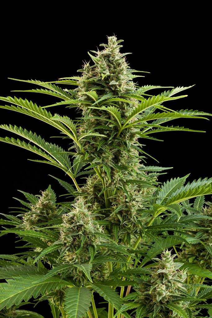 buddha конопля buddha конопля