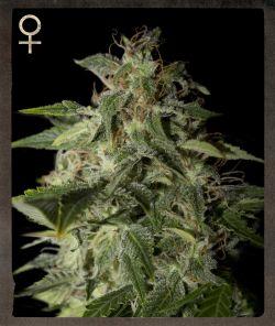 Afgooey Feminised Cannabis Seeds by Strain Hunters