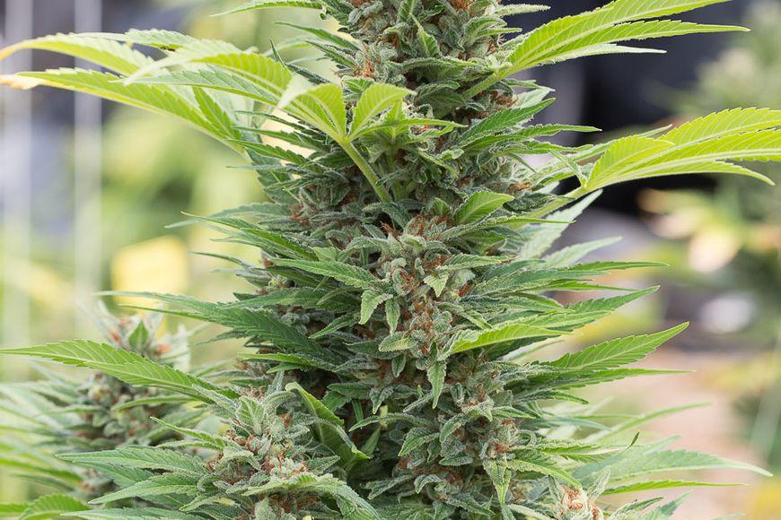 Diesel Feminised Bulk Cannabis Seeds