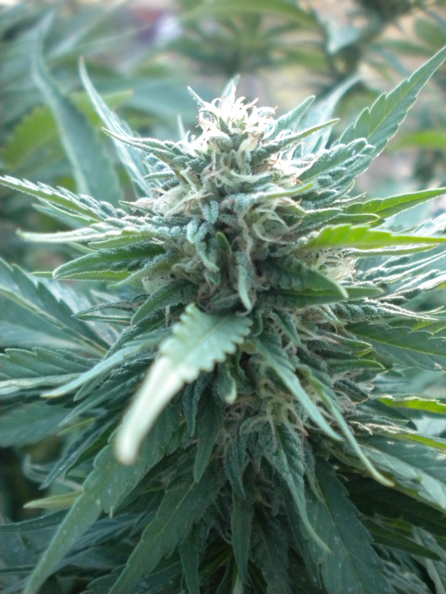 AK48 Auto Feminised Cannabis Seeds by Nirvana Seeds