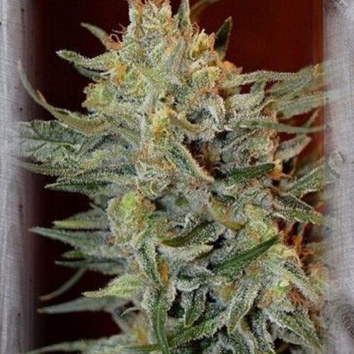 Amnesia Lemon Kush Feminised Seeds