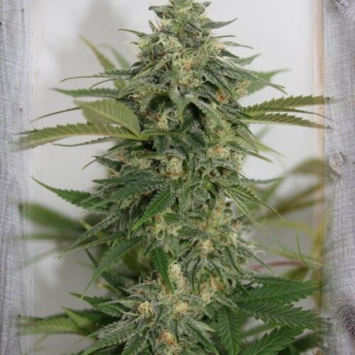 Amnesia Lemon Pie Feminised Seeds
