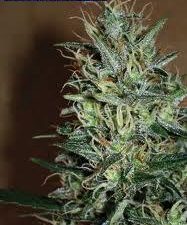 Amnesia Mistery Feminised Seeds