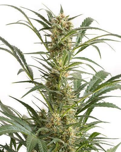 Amnesia XXL Auto Feminised Seeds