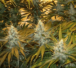 Chunky Cheeze Feminised Seeds - 5