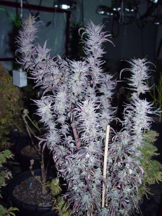 Buy Blueberry Regular cannabis seeds from DJ Short - Best prices online wit...