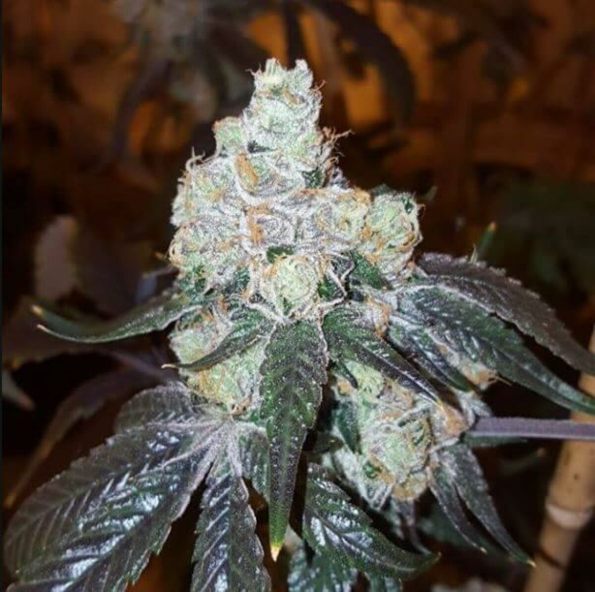 Girl Scout Cookies Forum Cut aka Forum Cookies by Mamiko Seeds