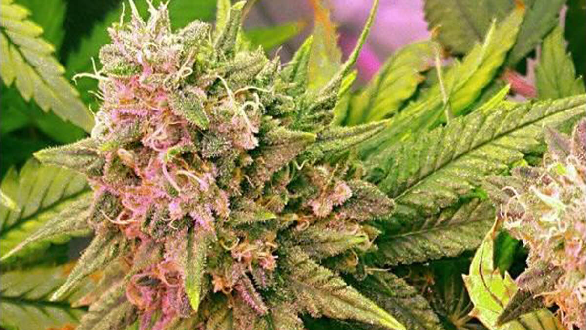 Our Guide on Auto-Flowering Cannabis Plants