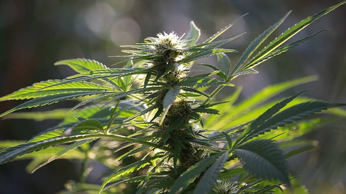 Auto-Flowering Cannabis plants