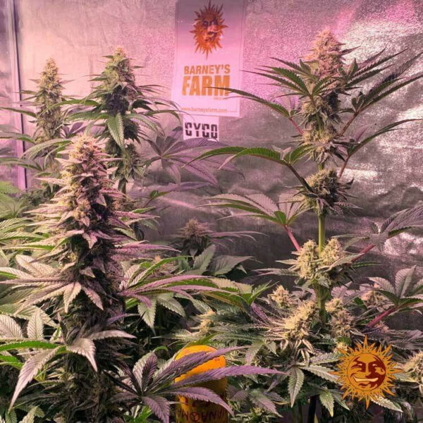 Dos-Si-Dos 33 Cannabis seeds by Barney's farm
