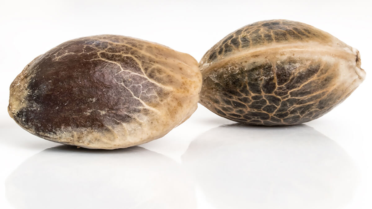 germinate-seeds-2.jpg