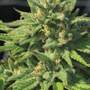 Bigfoot Glue Feminised Cannabis Seeds by Humboldt Seed Co.