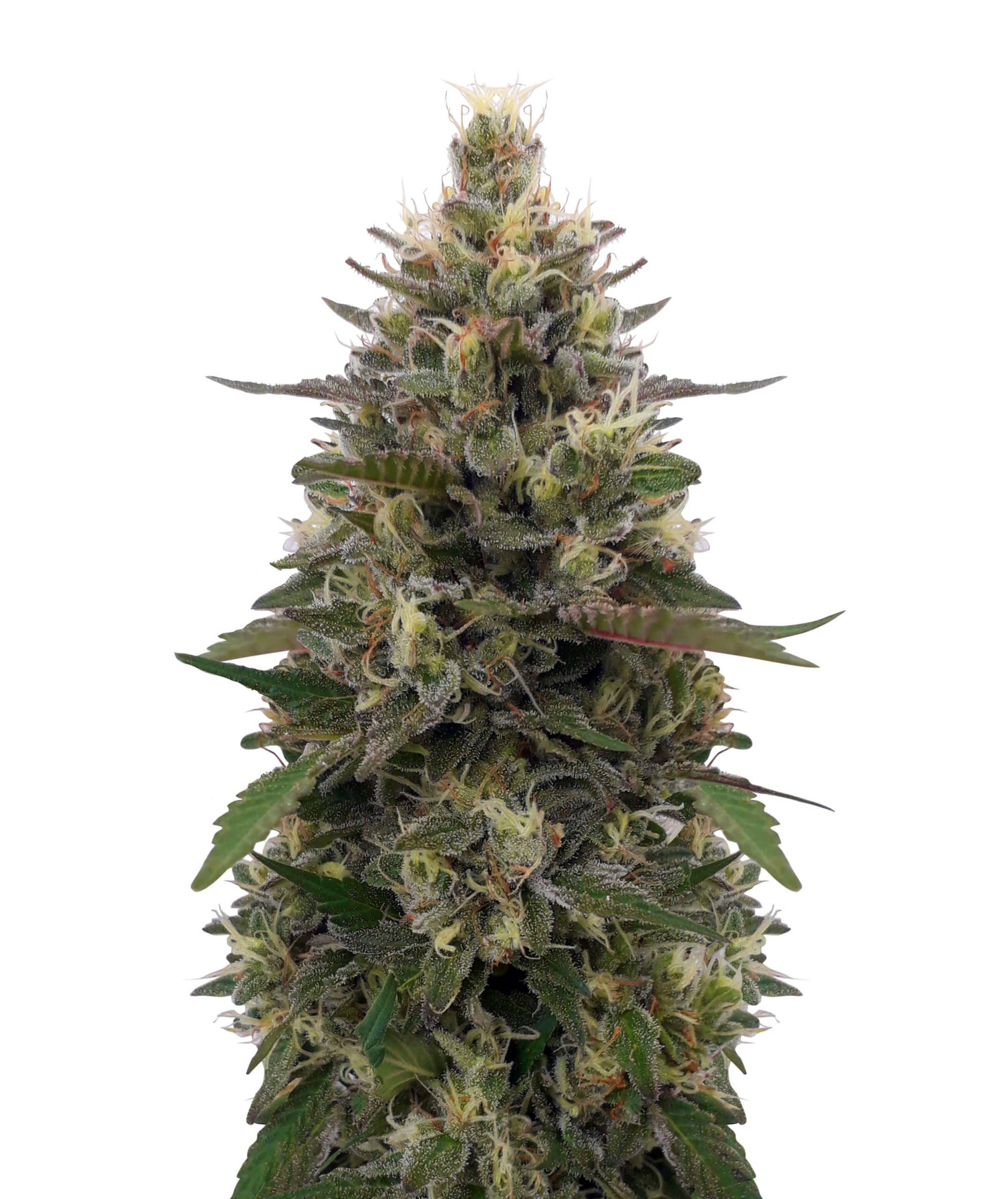 Pakistani Skunk Feminised Seeds (Limited Edition) by Ace Seeds